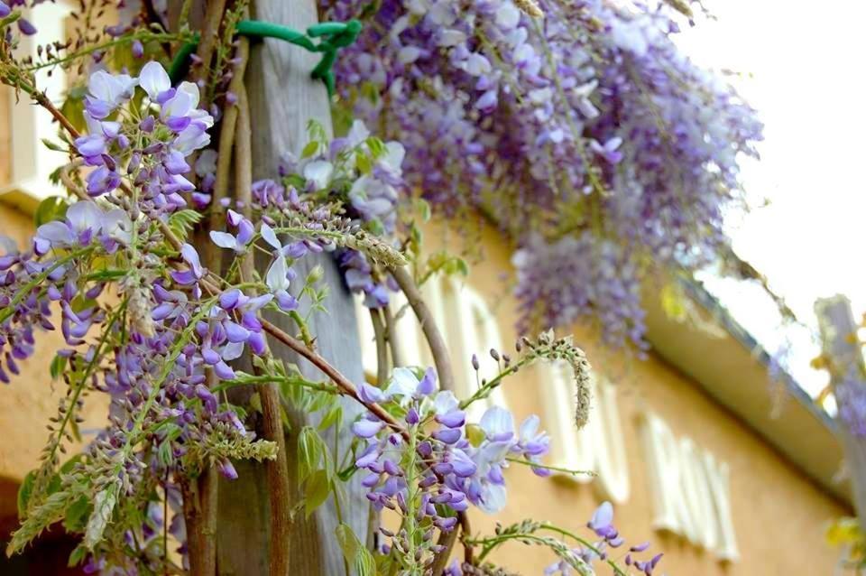 Hotel Restaurant Le Mur Du Roy サルゾー エクステリア 写真